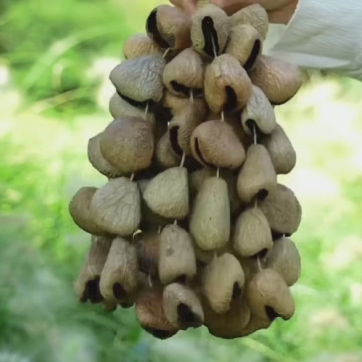Pangi Nut Handbell