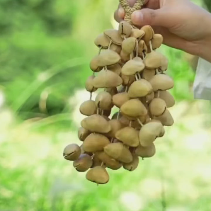 Chacha Nut Handbell